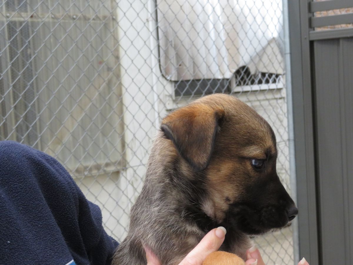 Gallery image: Bowie