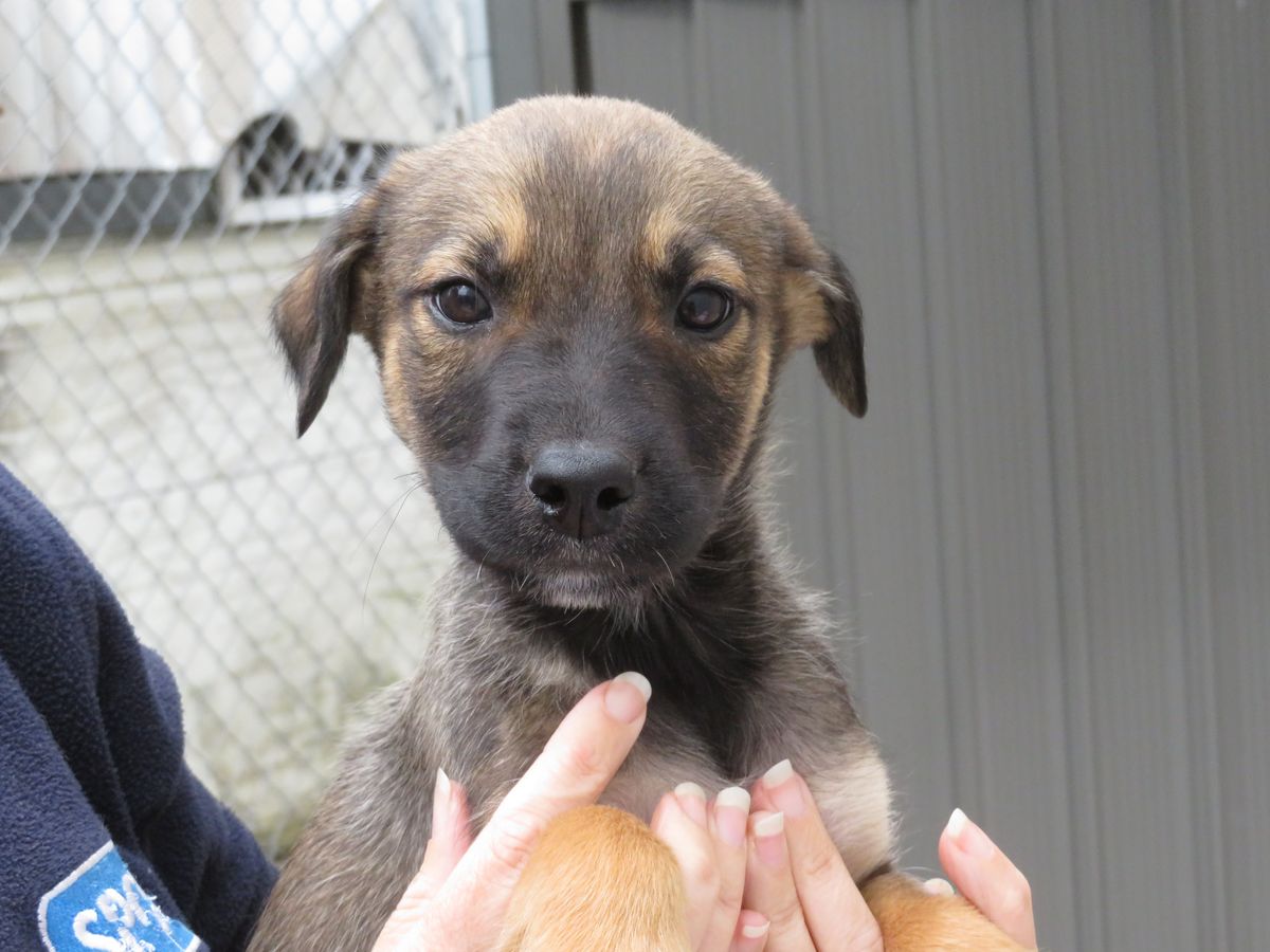 Gallery image: Bowie