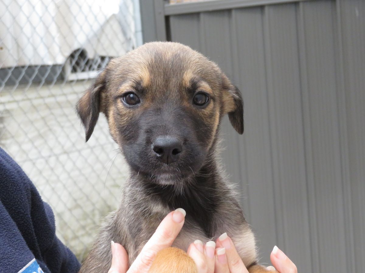 Gallery image: Bowie