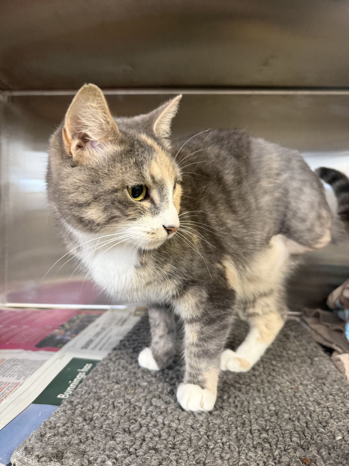 Gallery image: Siren