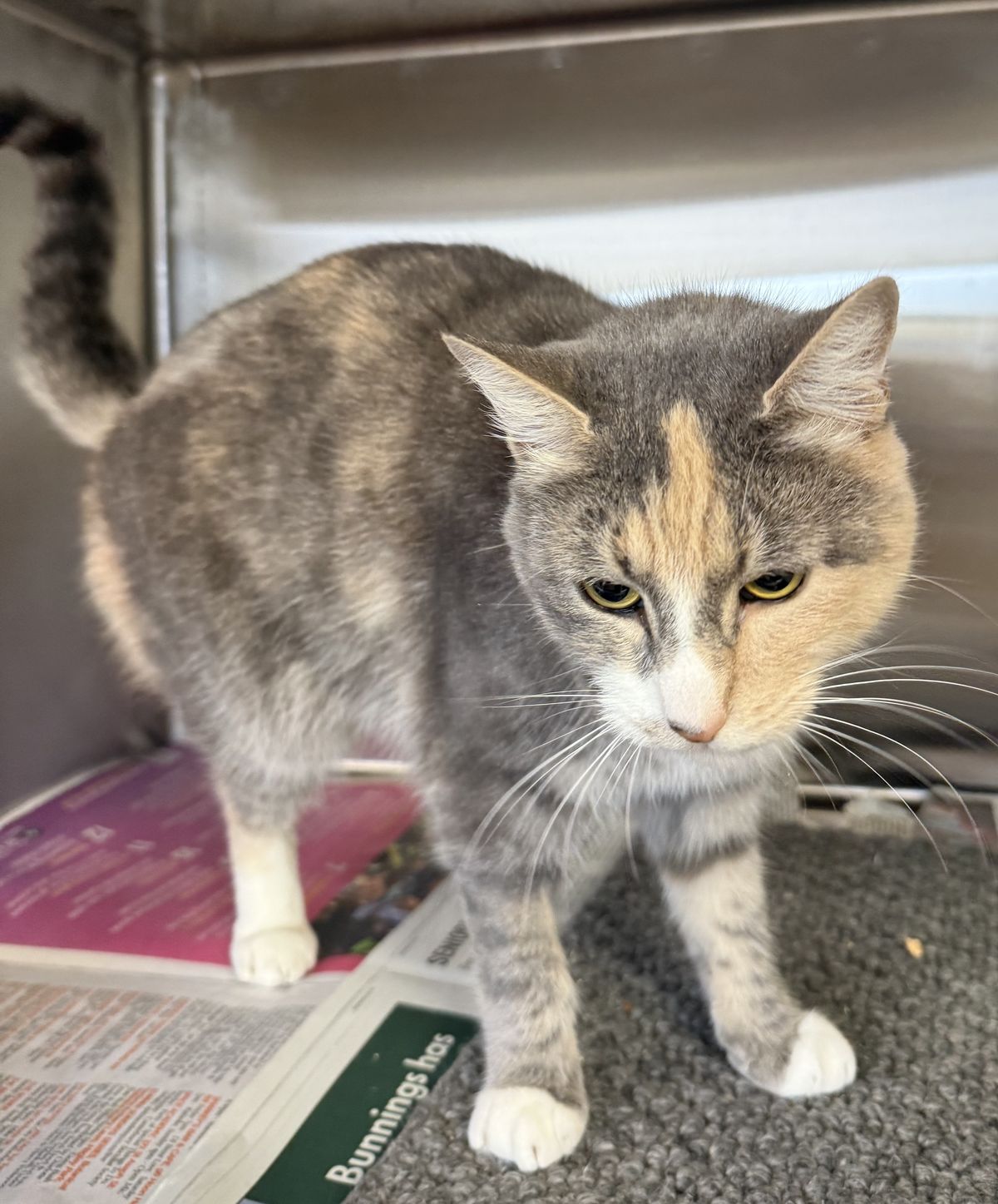 Gallery image: Siren