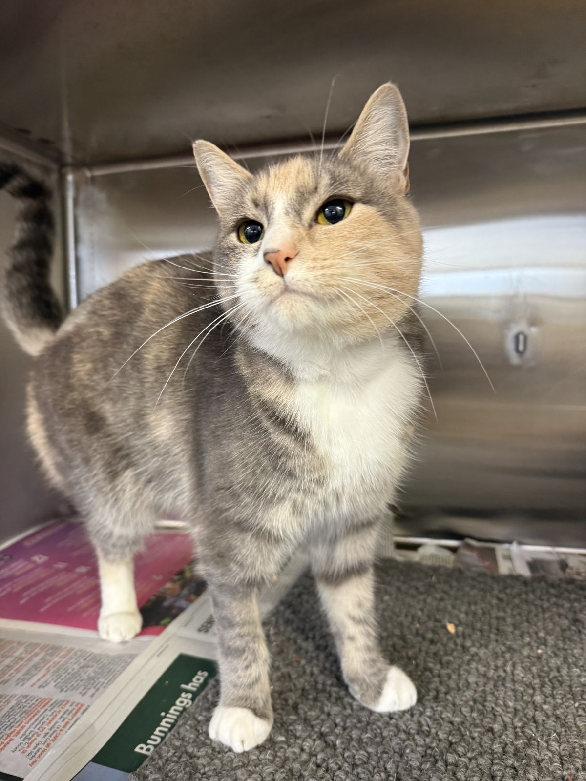 Gallery image: Siren