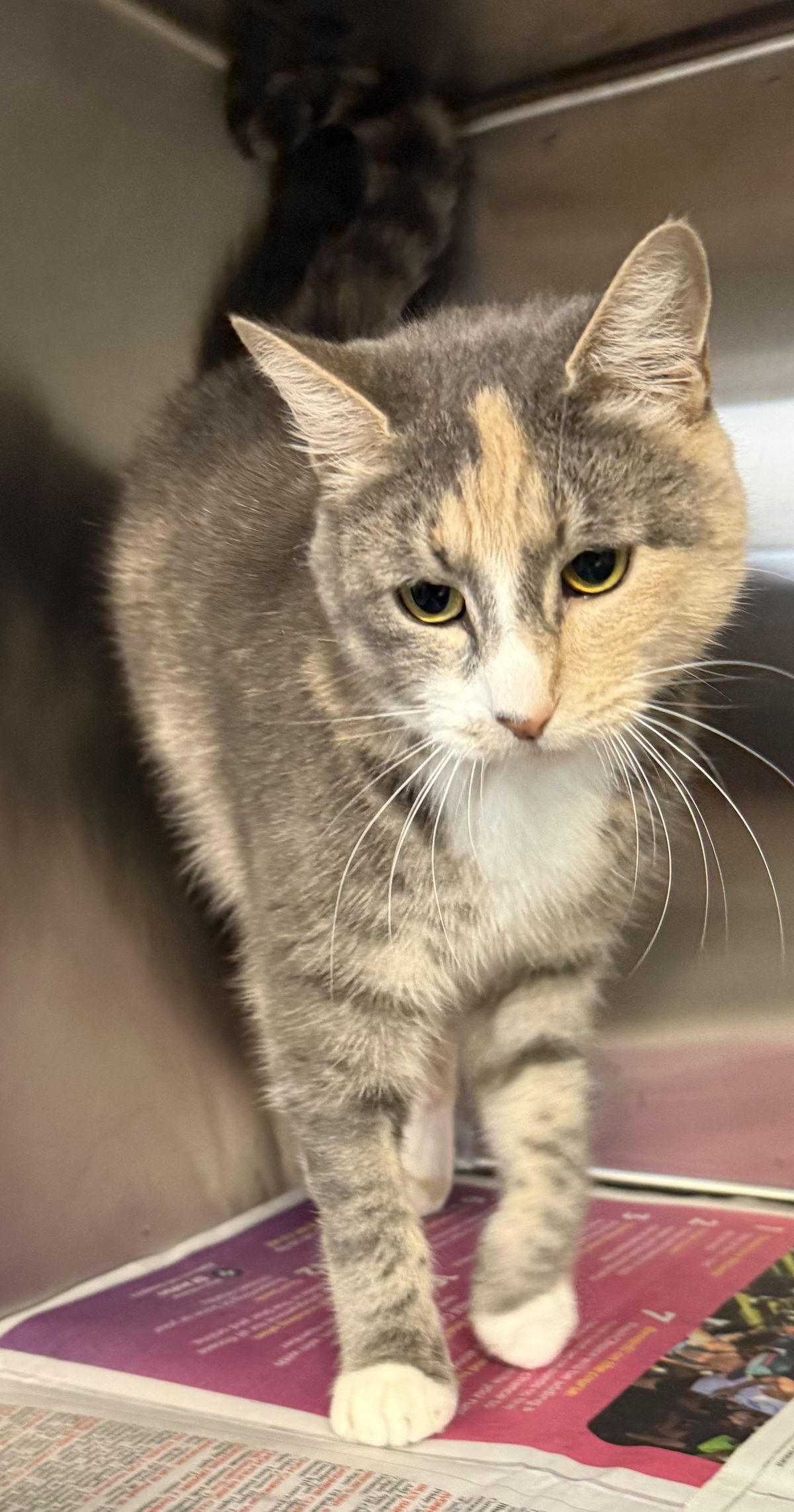 Gallery image: Siren