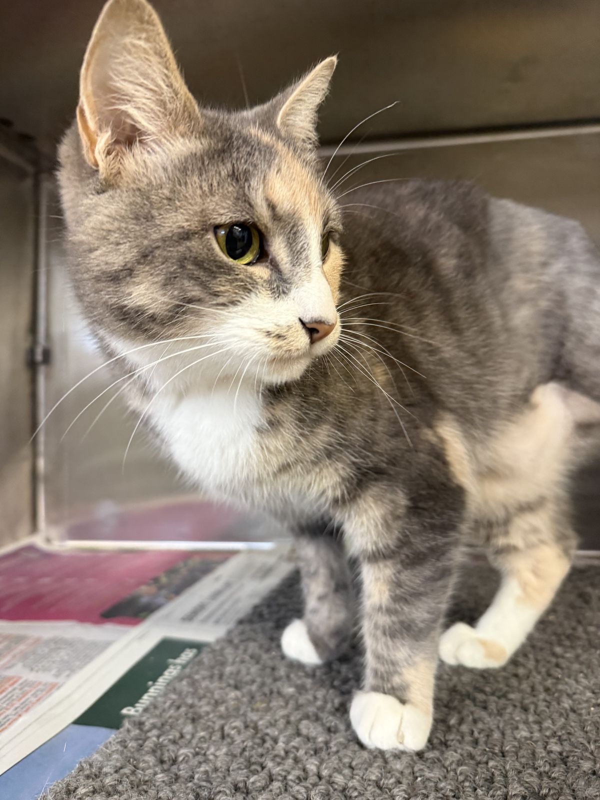 Gallery image: Siren