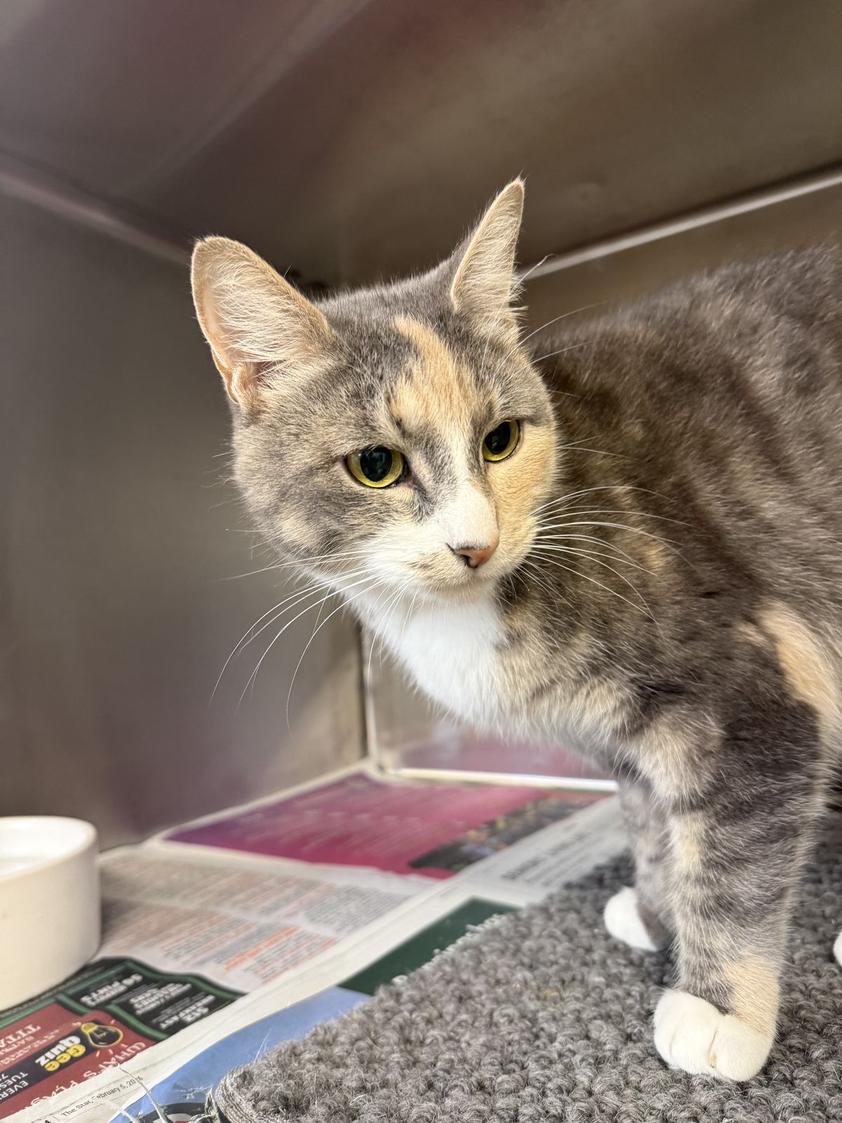 Gallery image: Siren