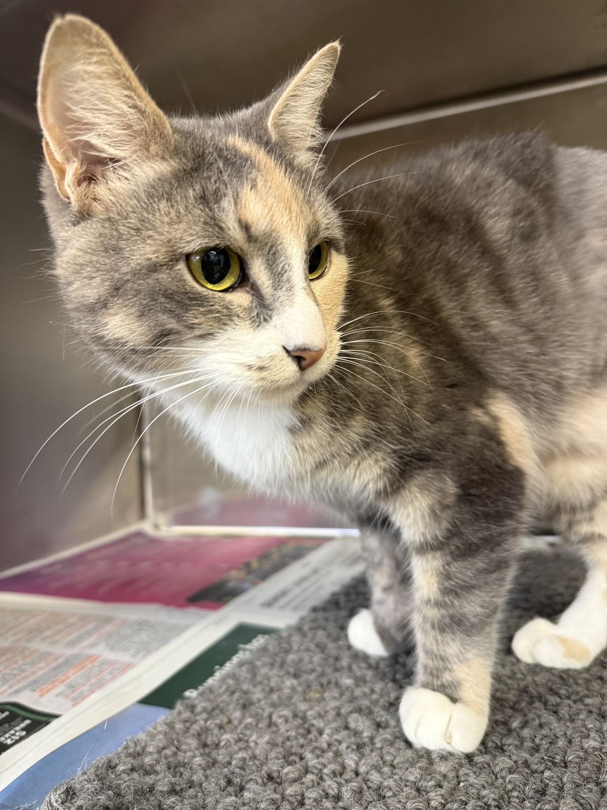 Gallery image: Siren