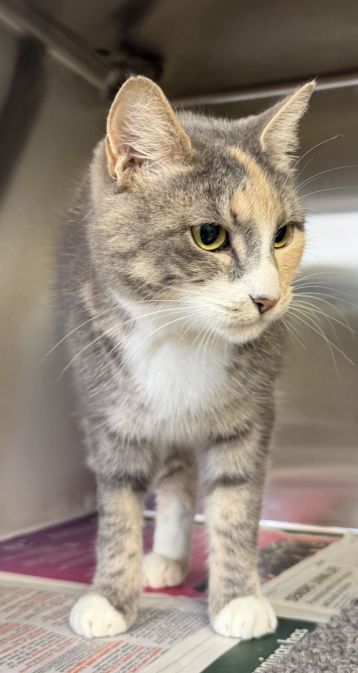 Gallery image: Siren