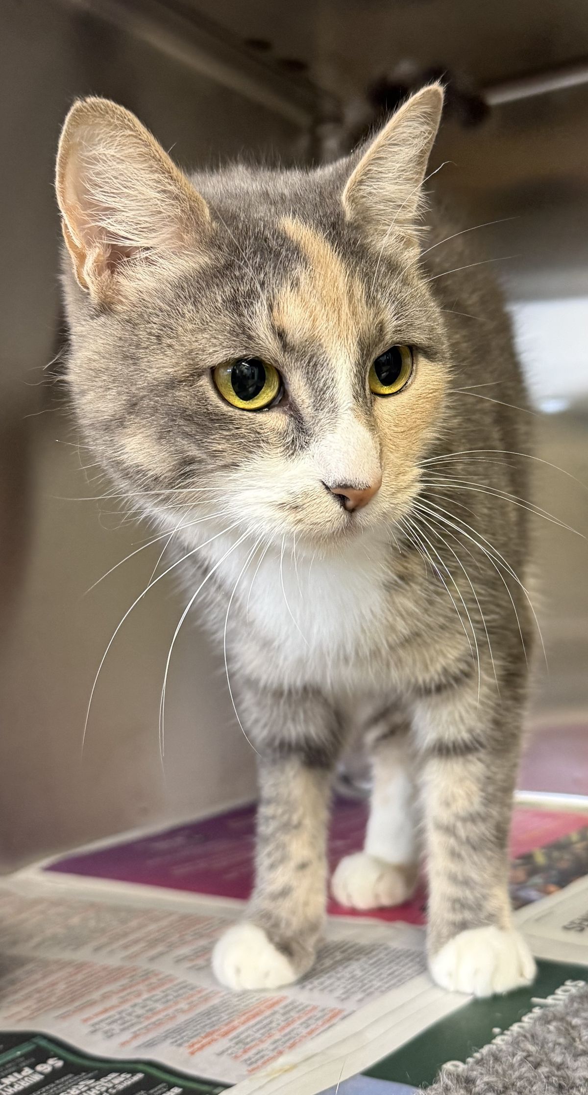 Gallery image: Siren