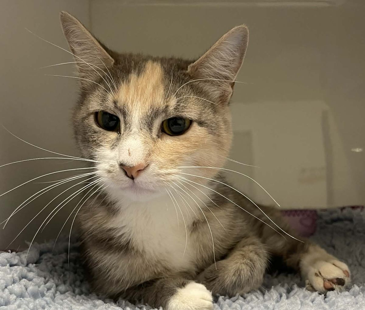 Gallery image: Siren