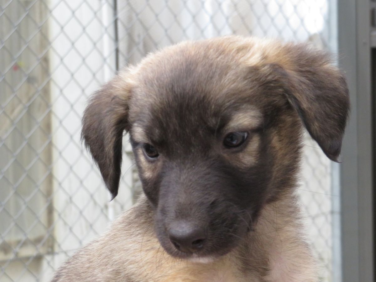 Gallery image: Hazel