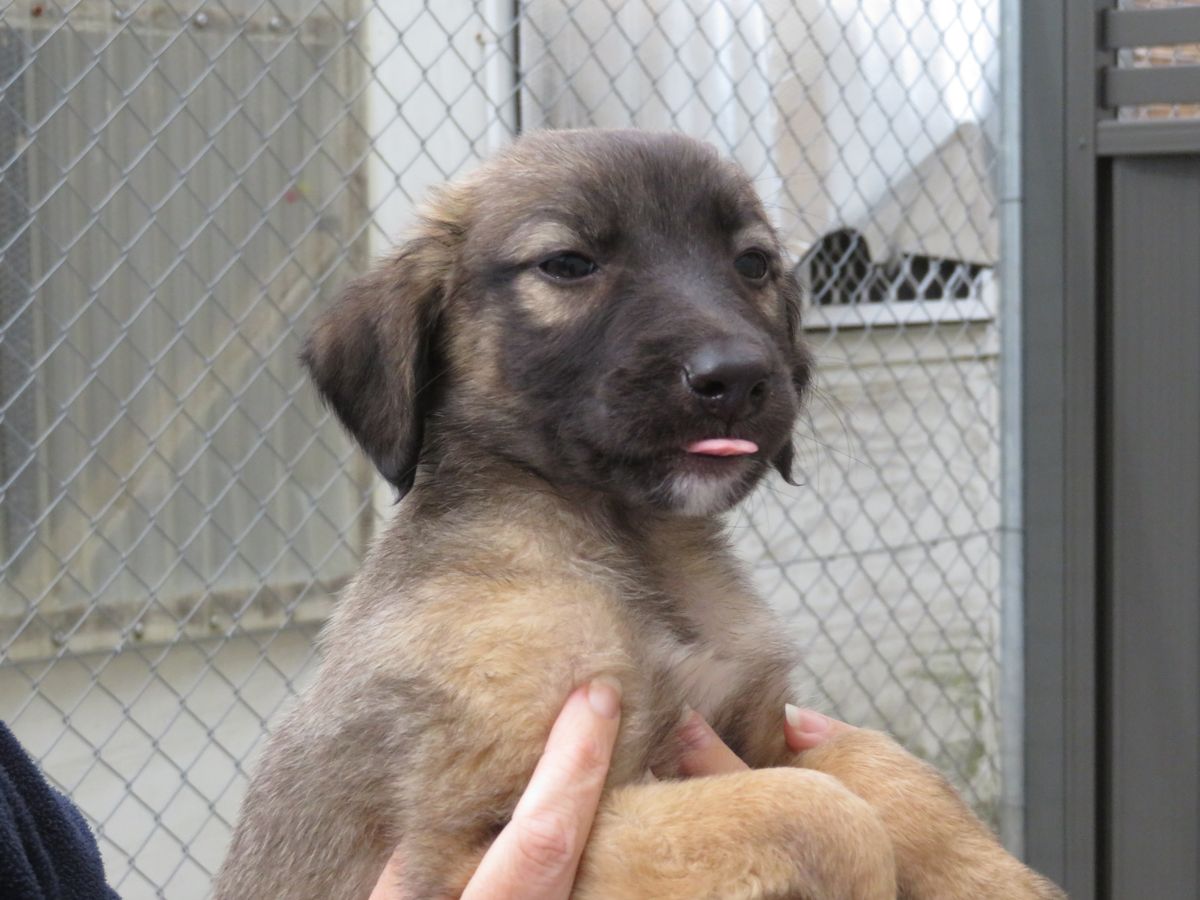 Gallery image: Hazel