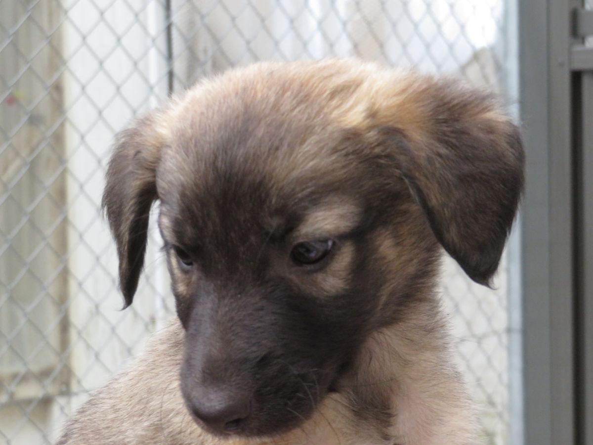 Gallery image: Hazel