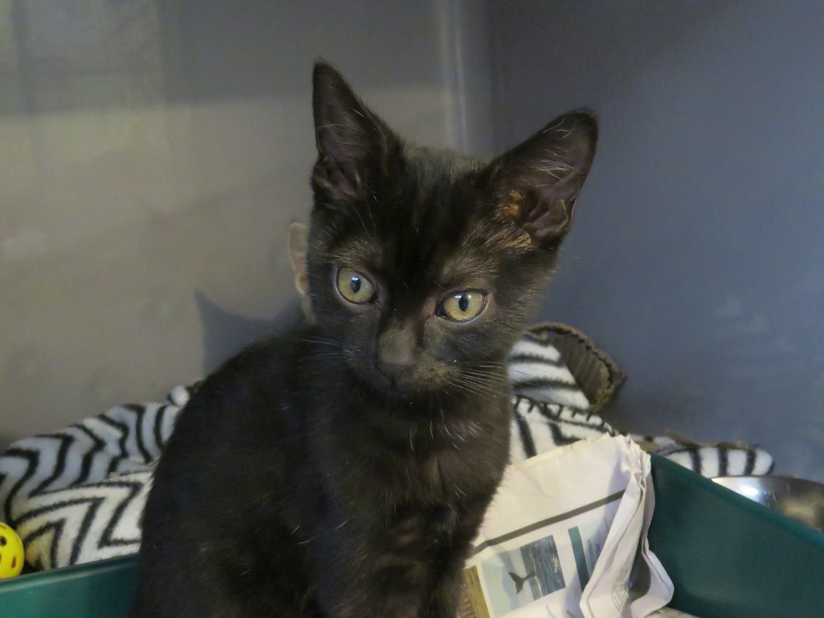 Gallery image: Guppy