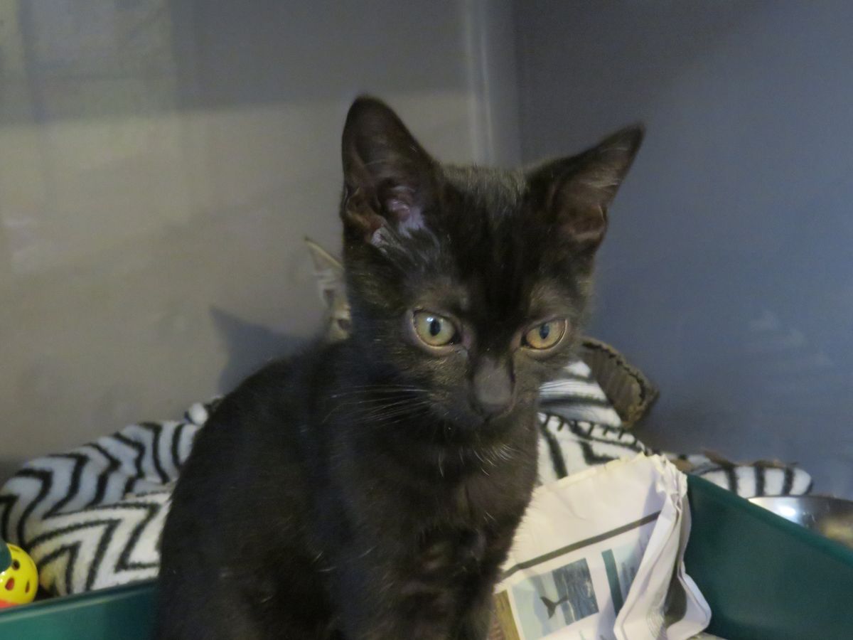 Gallery image: Guppy