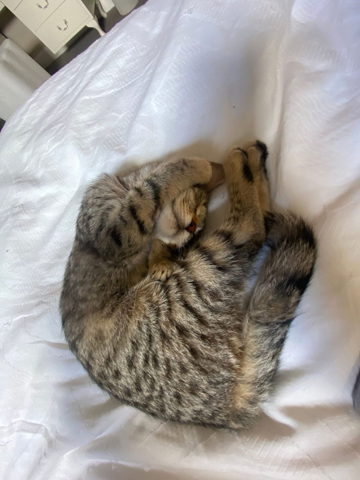 Gallery image: Penelope 