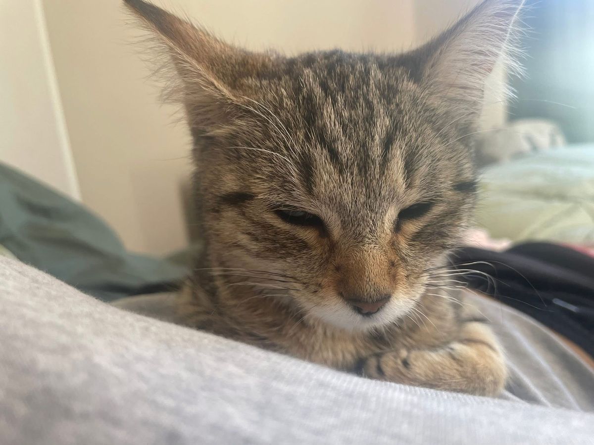 Gallery image: Penelope 