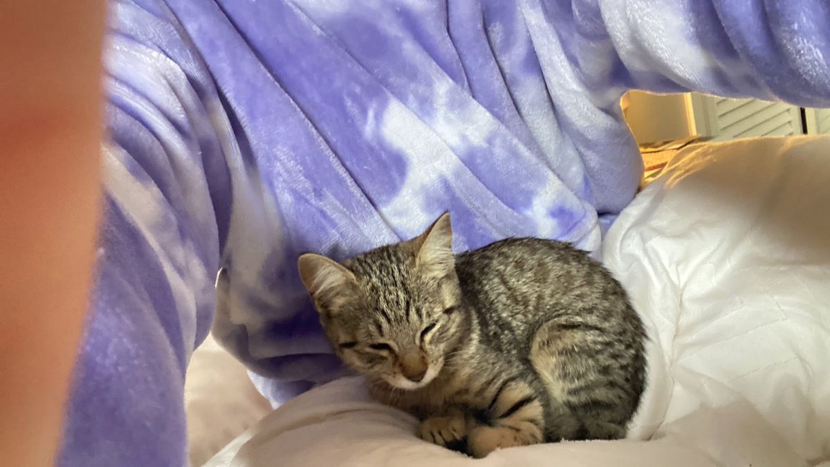 Gallery image: Penelope 