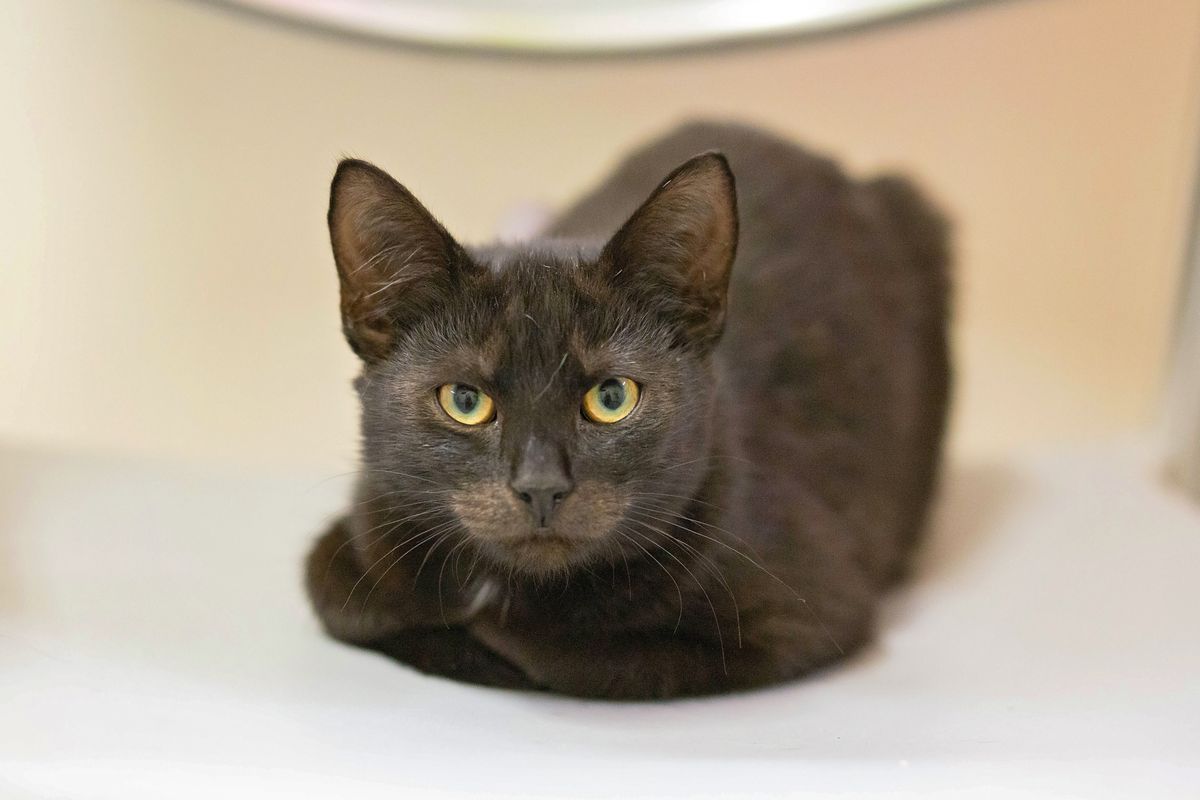 Gallery image: Percy