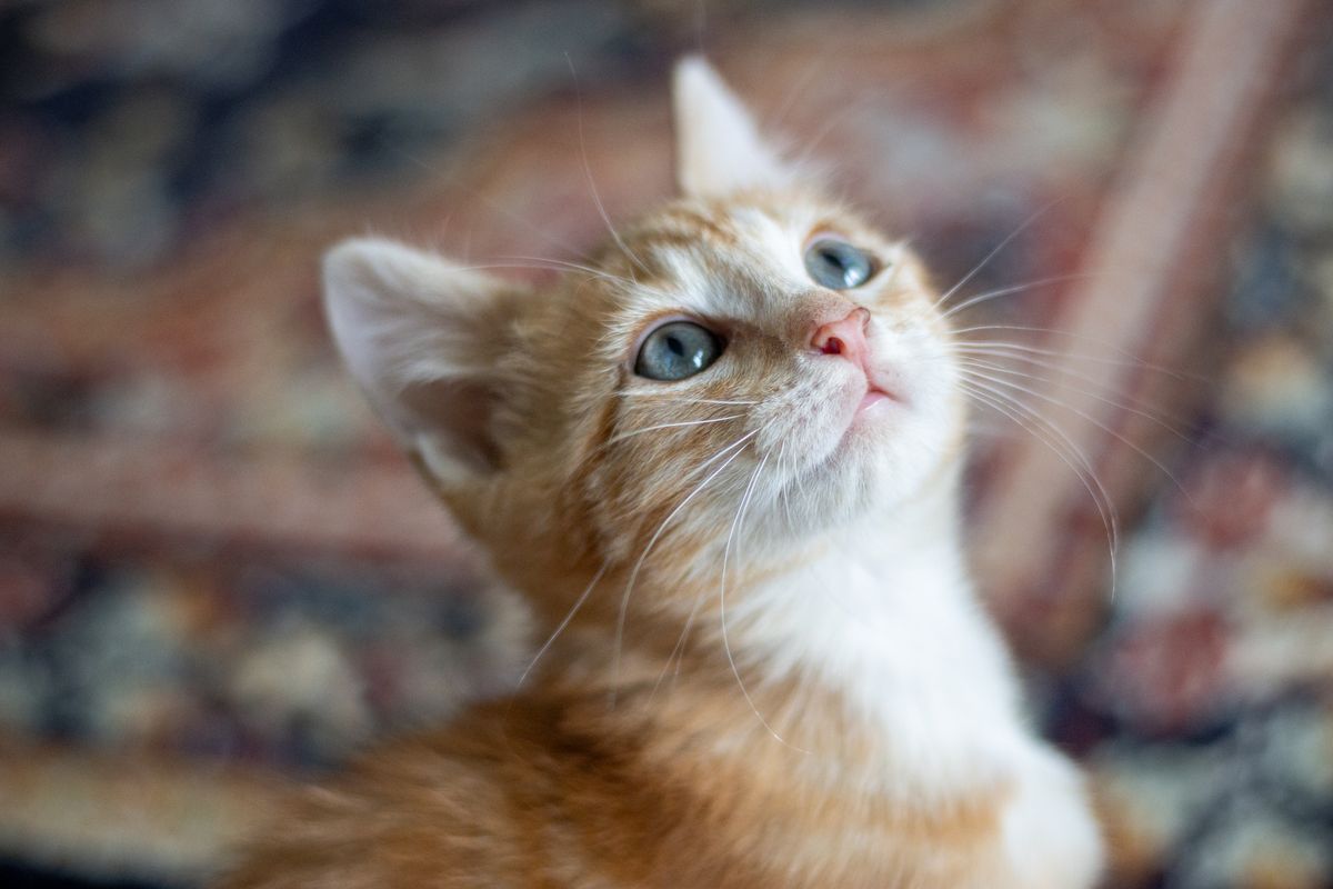 Gallery image: Goose