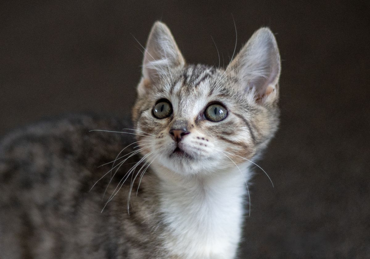 Gallery image: Mavis