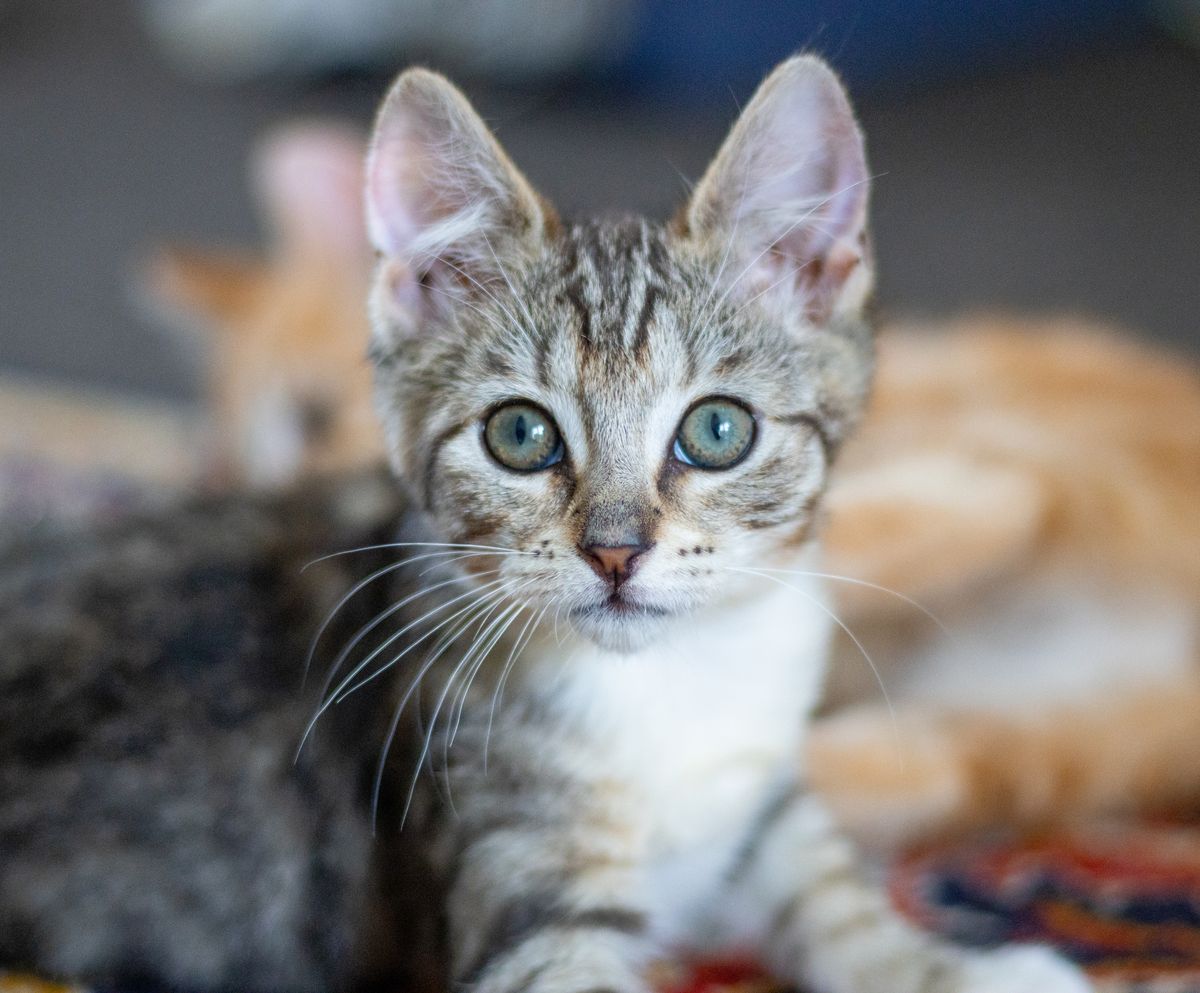 Gallery image: Mavis