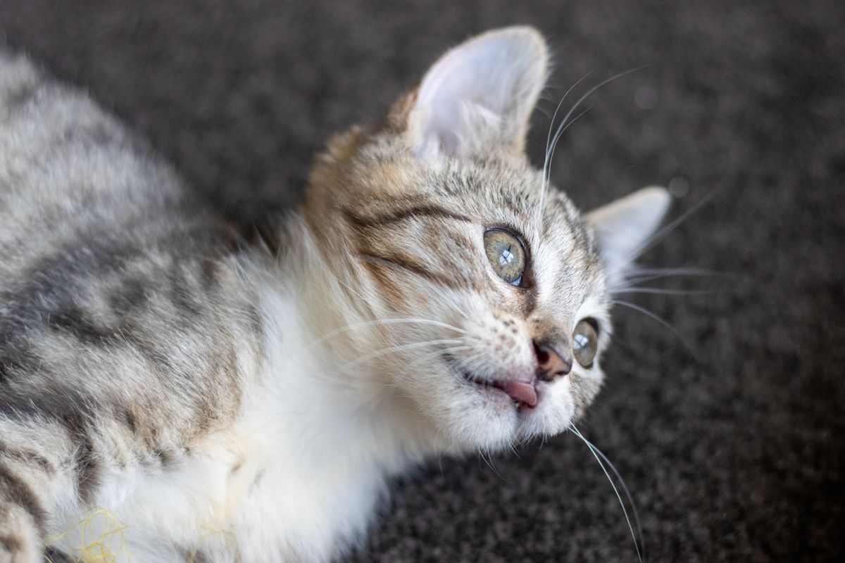 Gallery image: Mavis