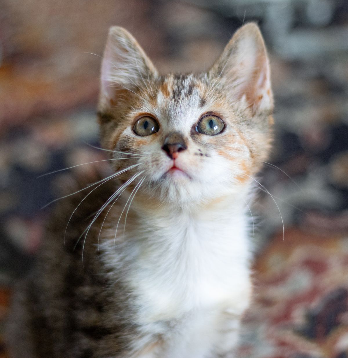 Gallery image: Sailor