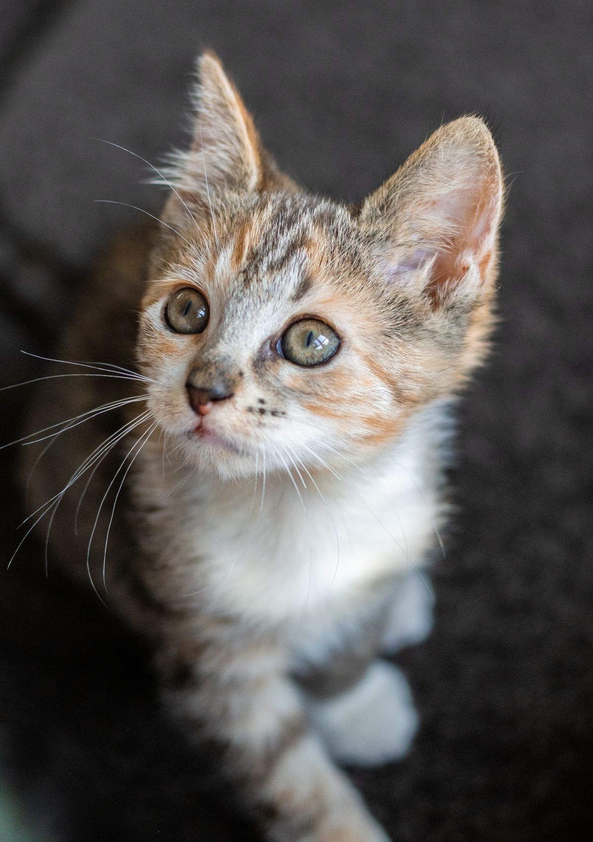 Gallery image: Sailor