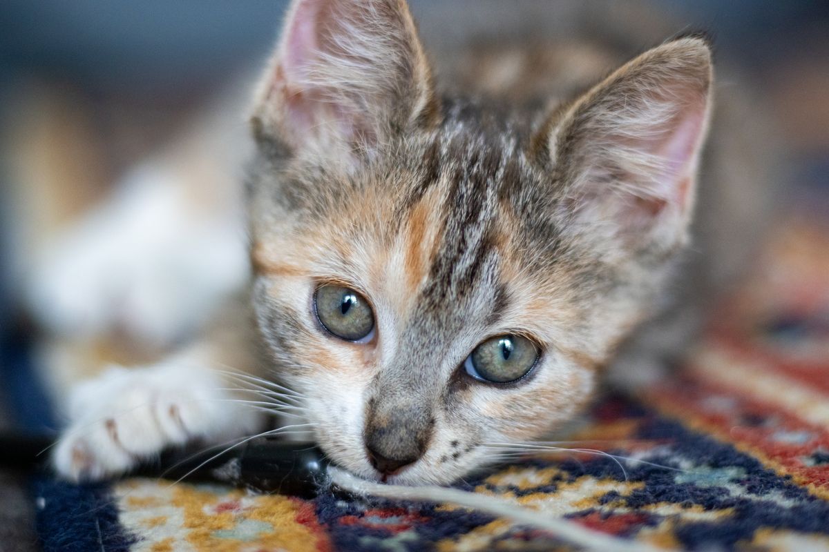 Gallery image: Sailor