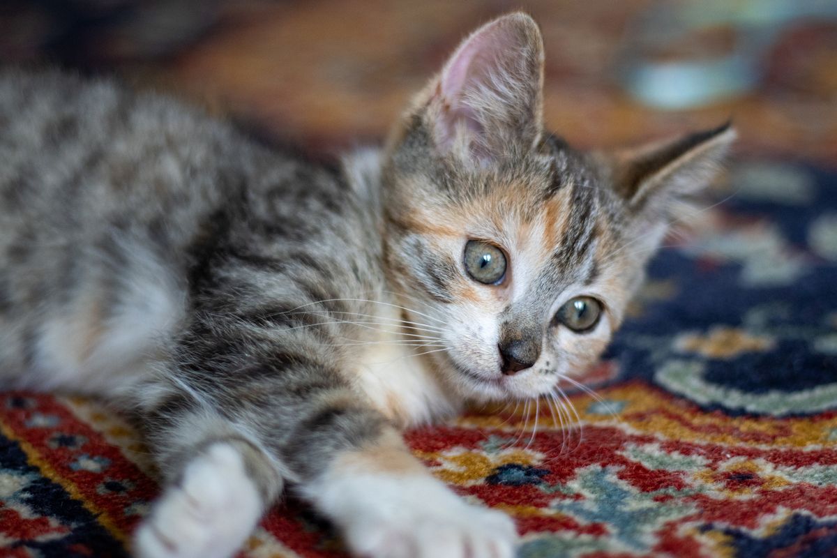 Gallery image: Sailor