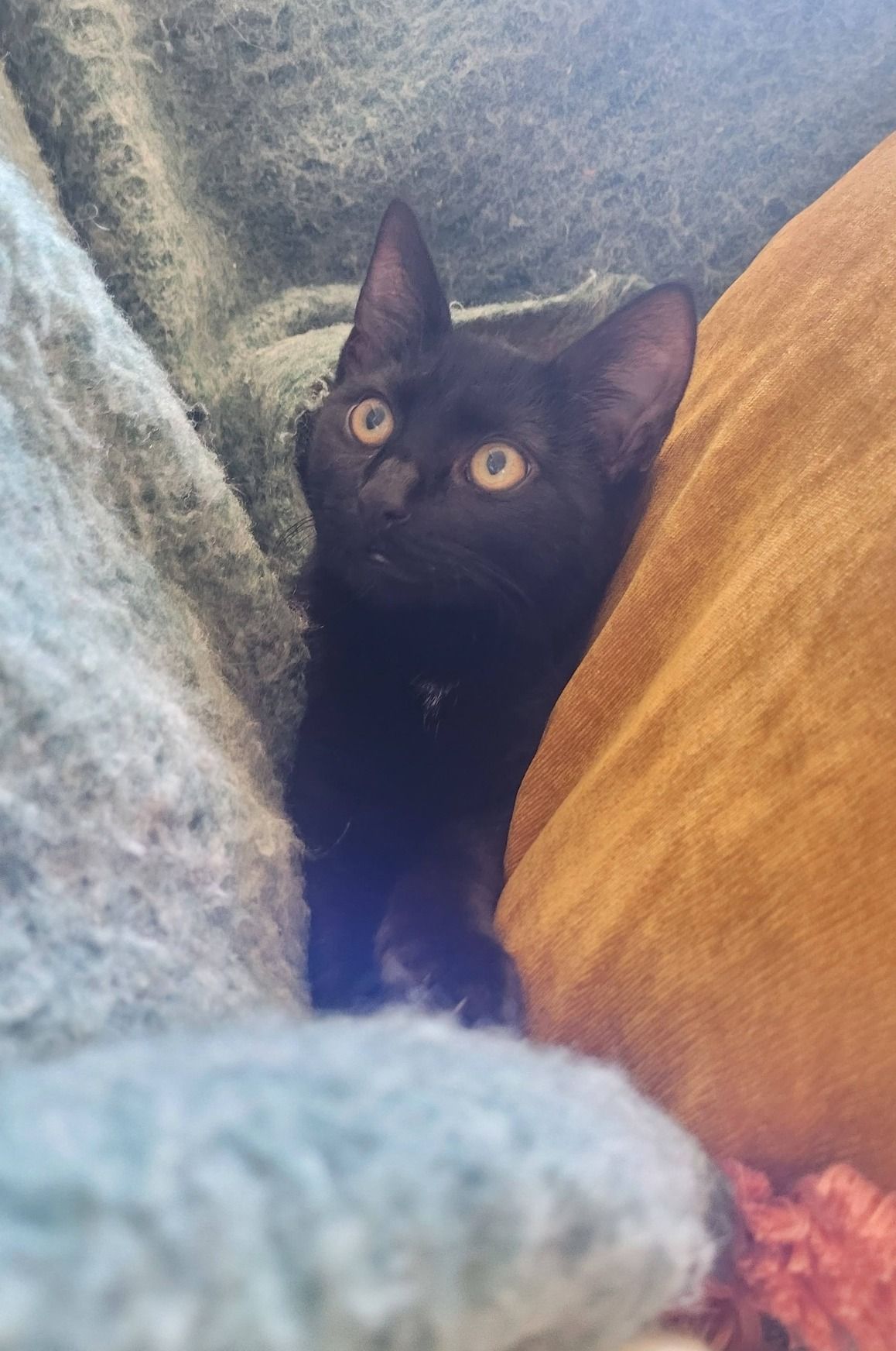 Gallery image: Betsy