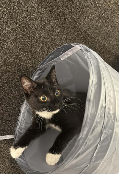 Brenna - Domestic Short Hair