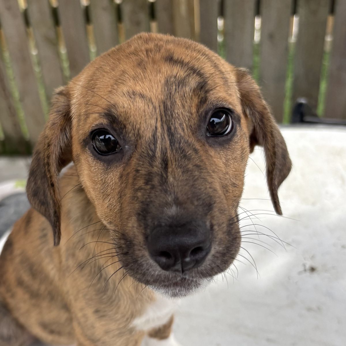 Gallery image: Little Olga