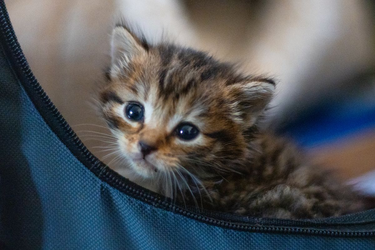 Gallery image: Mavis