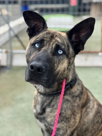 Boi - Large Cross Breed