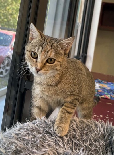 Kiwikiwi - Domestic Short Hair