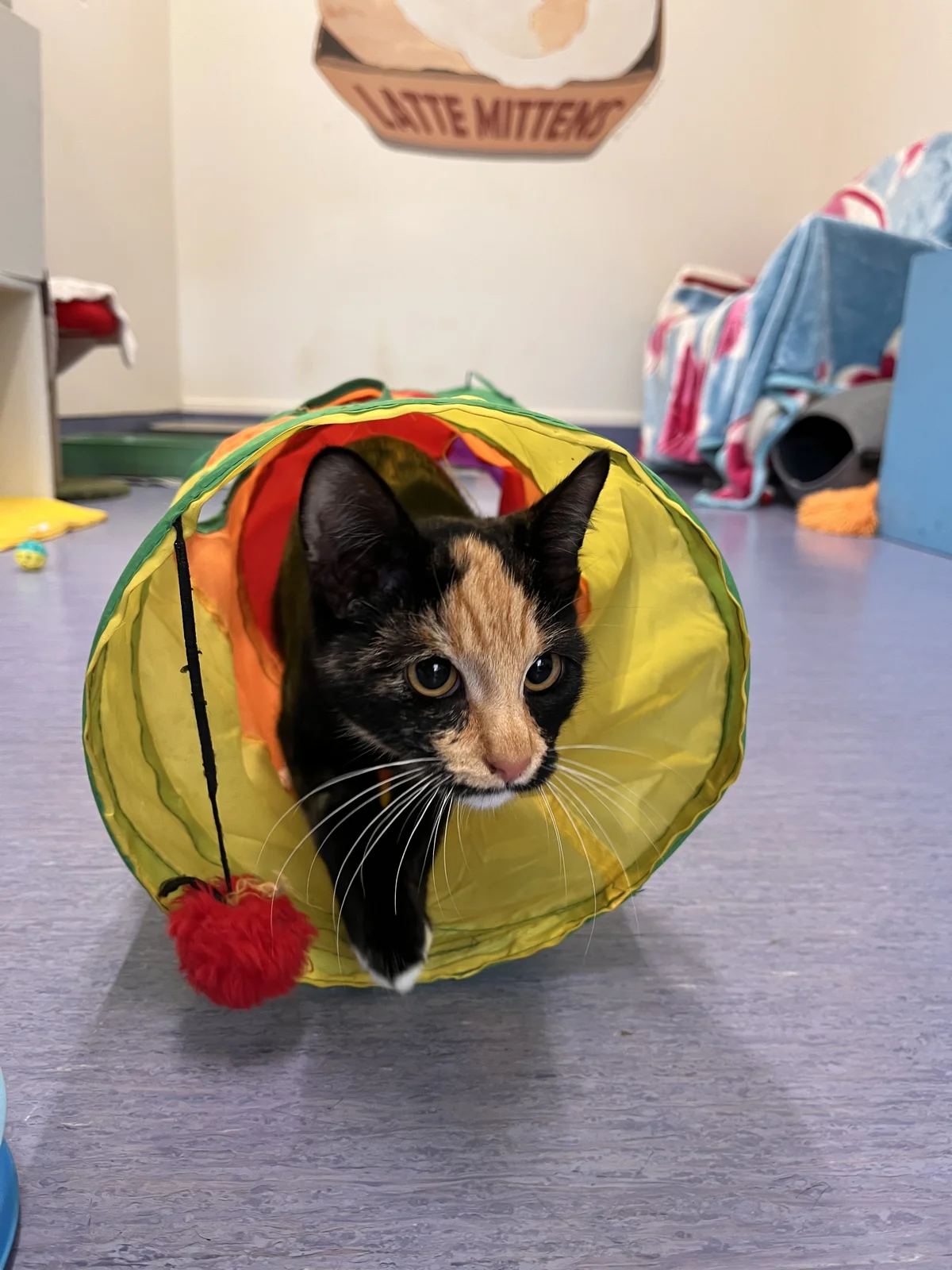 Gallery image: Tabitha