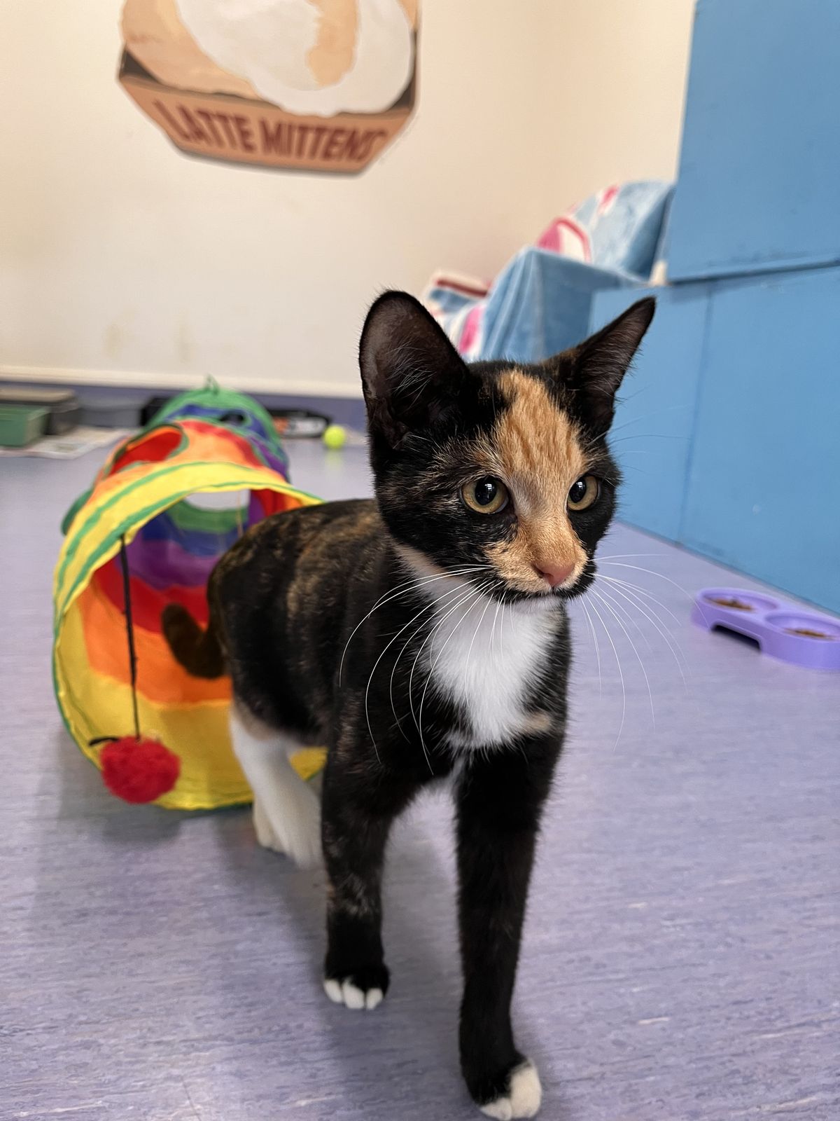 Gallery image: Tabitha