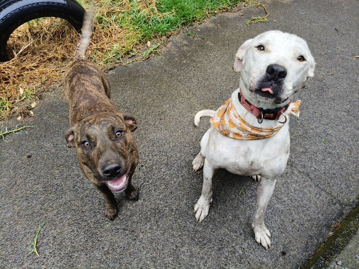 Gallery image: Dobby