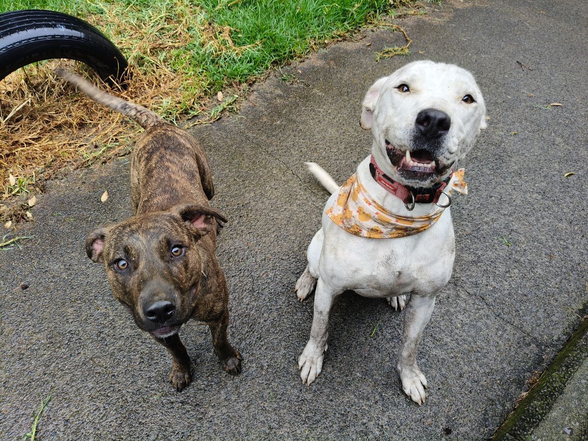 Gallery image: Dobby