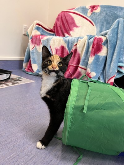 Tabitha - Domestic Short Hair