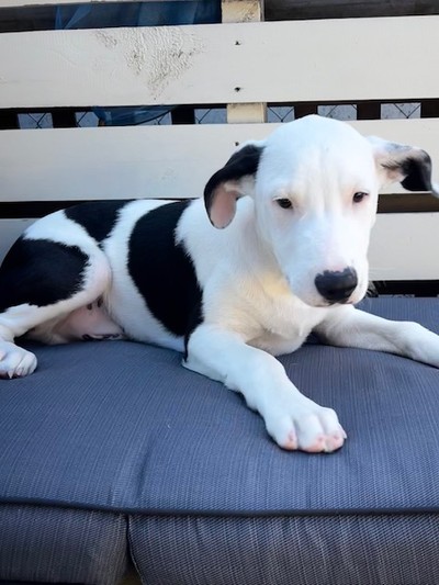 Cooper - Medium Cross Breed