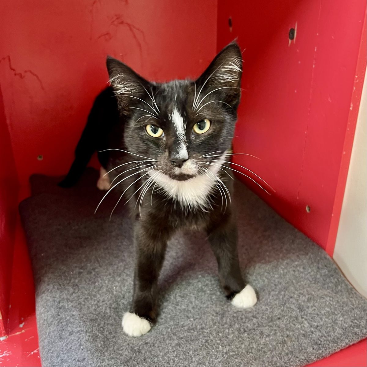 Gallery image: Grover