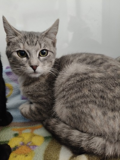 Royal - Domestic Short Hair