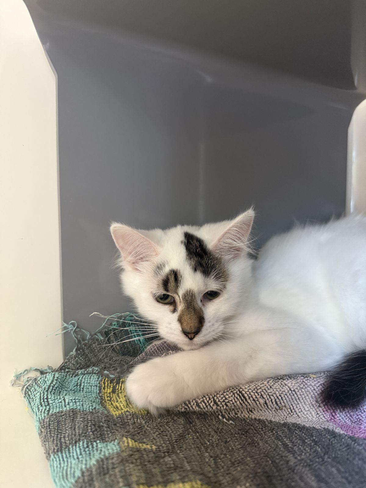 Gallery image: Harley Quinn