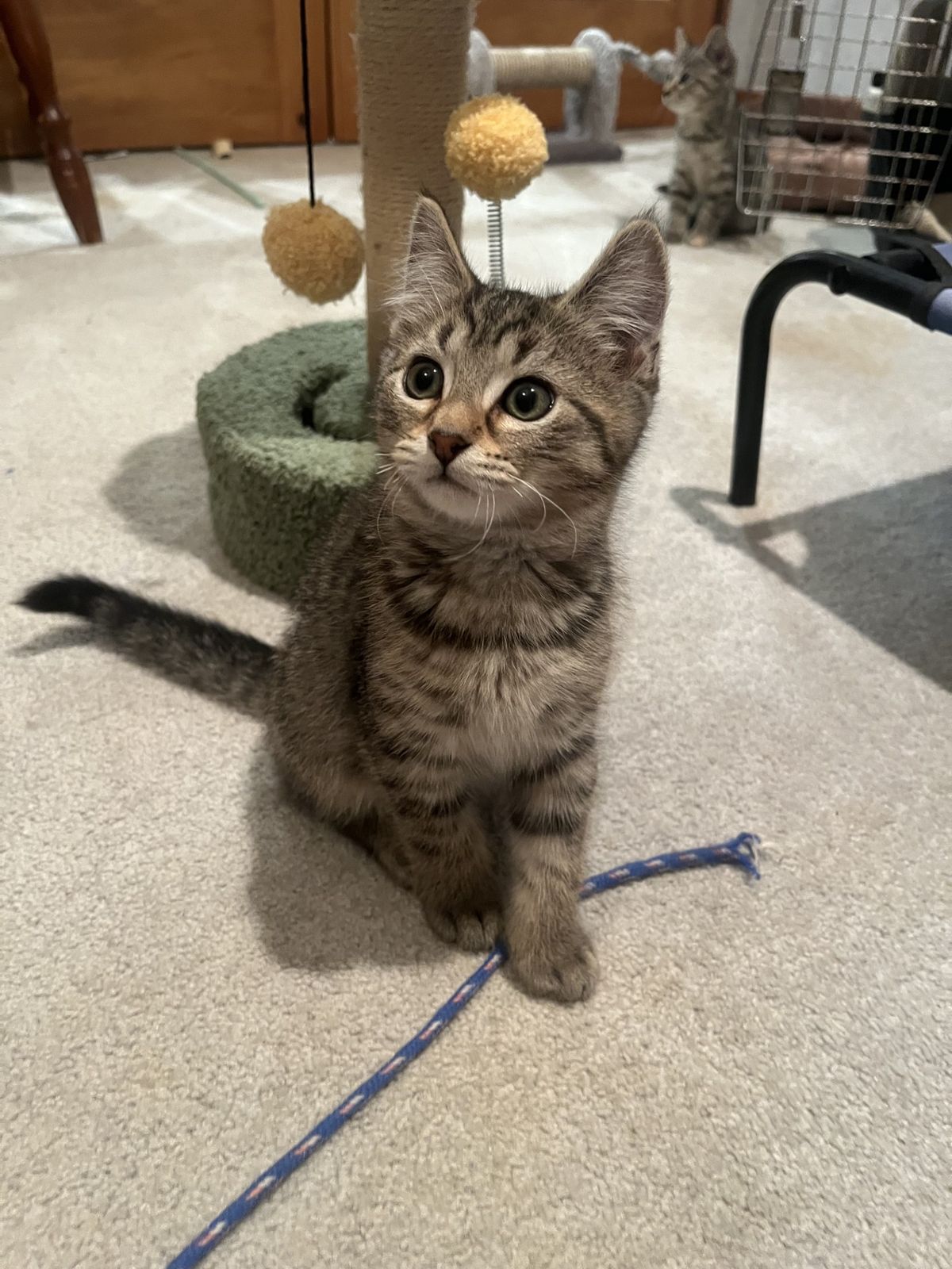 Gallery image: Colby