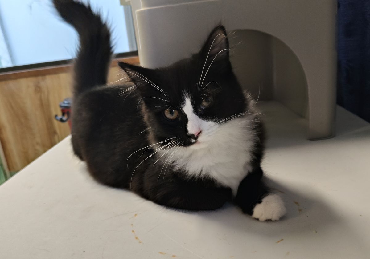 Gallery image: Popcorn