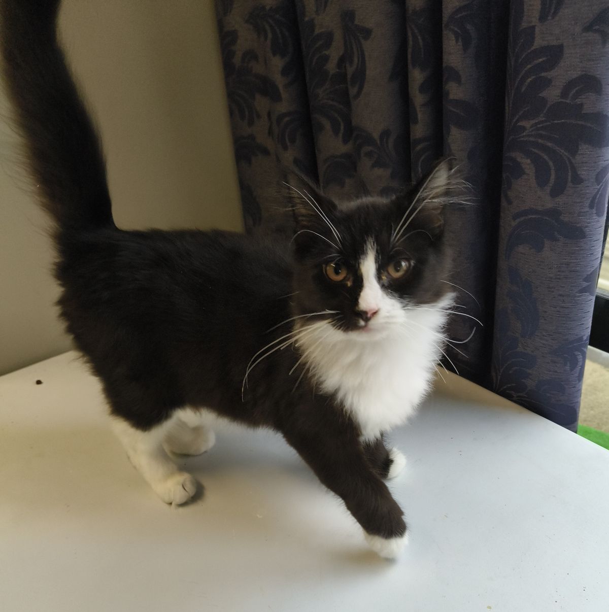 Gallery image: Popcorn