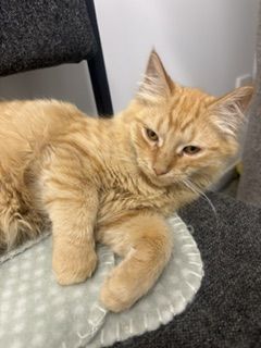 Gallery image: Pixie