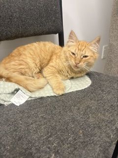 Gallery image: Pixie